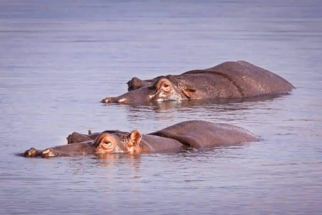 two hippos swimming in the sabie river in South Africa