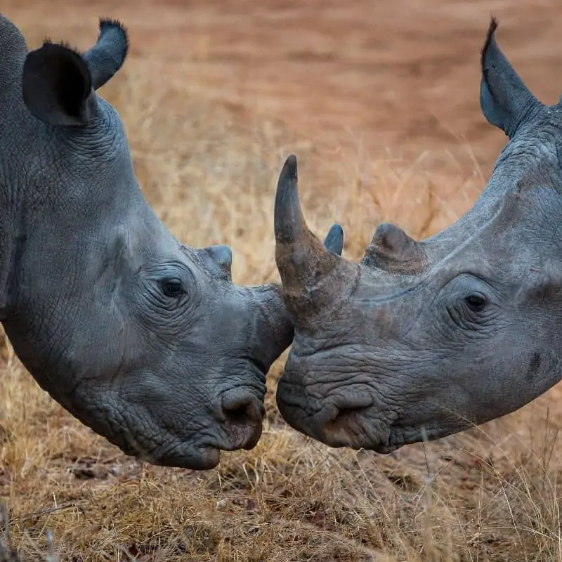 two rhinos with horns touching