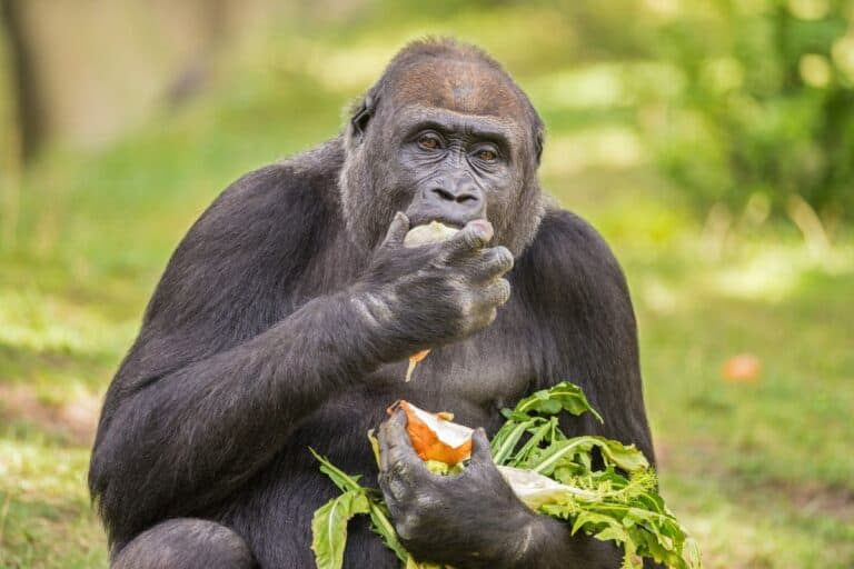 What Do Gorillas Eat? The Diet of a Gorilla