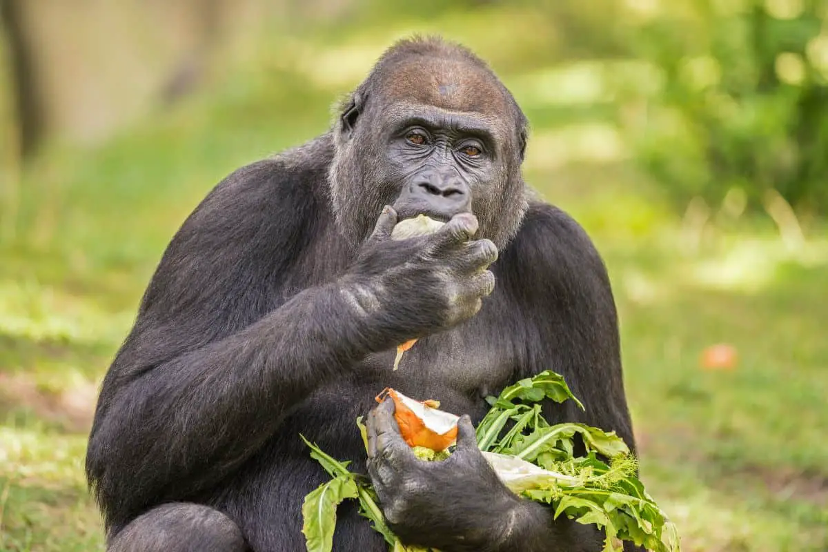 What Do Gorillas Eat?