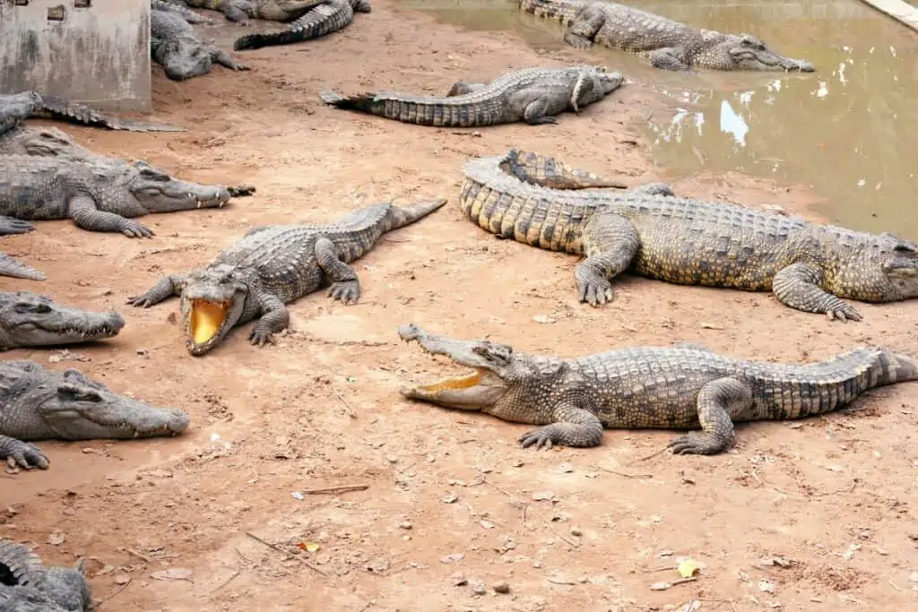 what is a group of crocodiles called