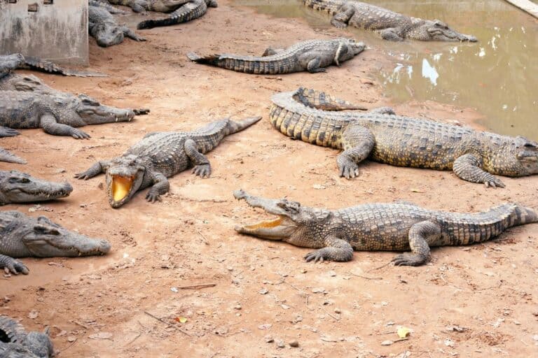 What Is A Group Of Crocodiles Called? [ANSWERED]