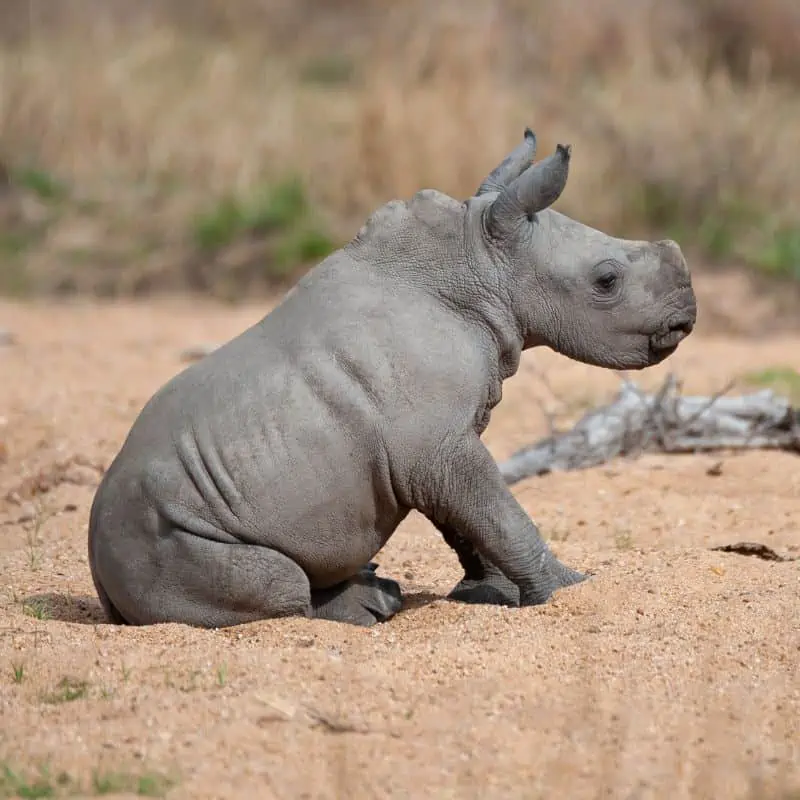 white rhino baby