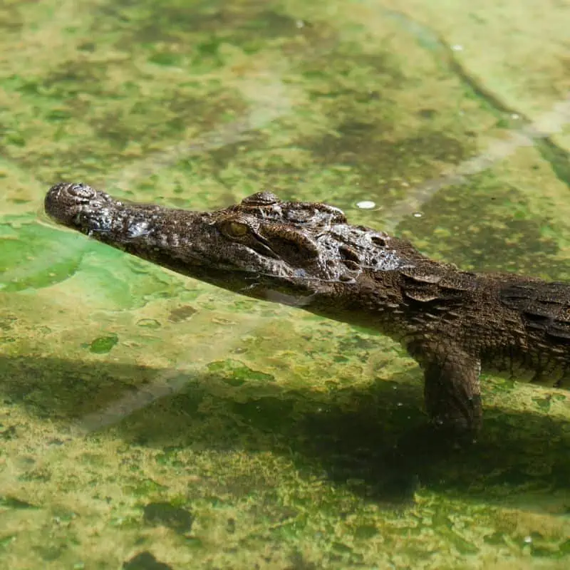 young crocodile swimming