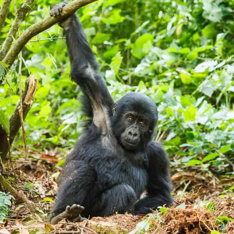 young gorilla handing with one arm from a tree