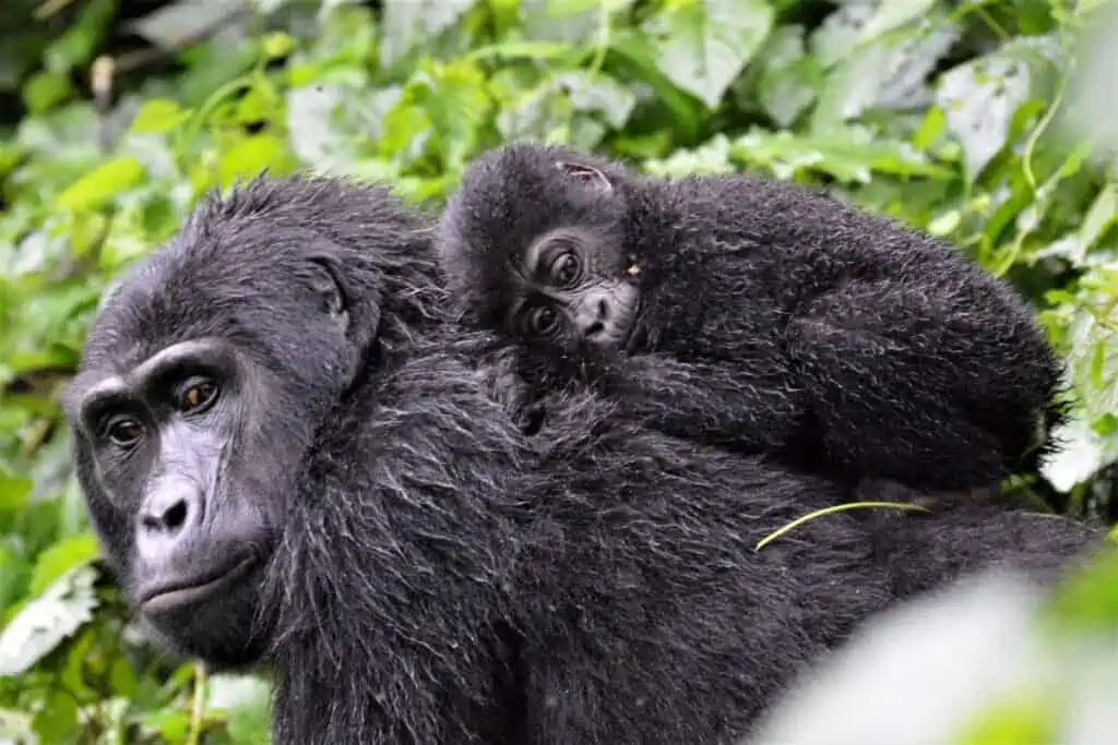 young gorilla laying on back of mother gorilla