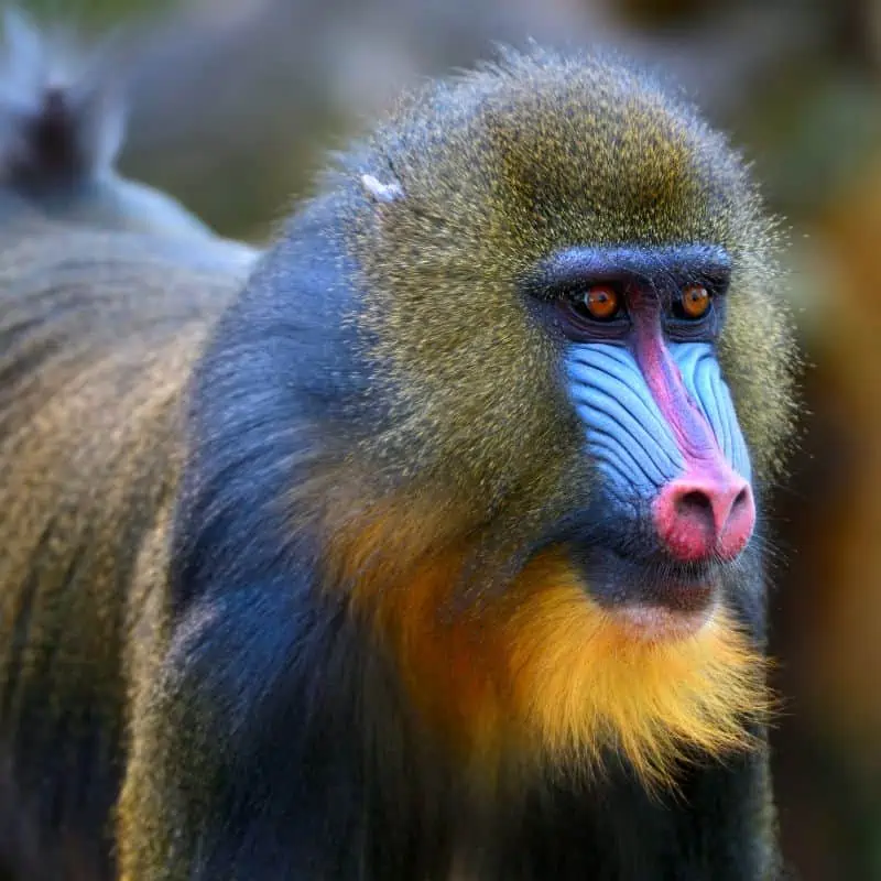 young male mandrill
