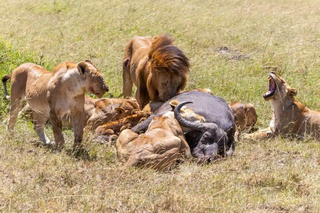 A pack of lions feeding on their prey in the Savannah