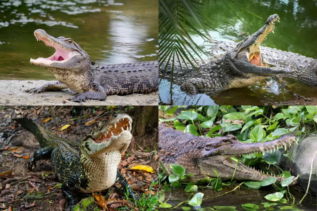 Alligator Vs Crocodile Vs Caiman Vs Gharial