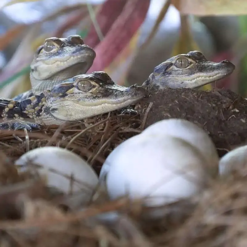 Alligator babies in the nest near eggs