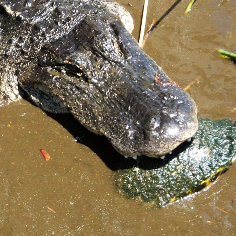 Alligator caught a turtle