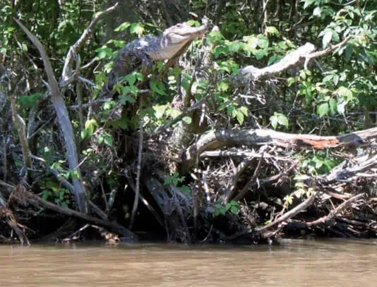 Alligator climbing a tree