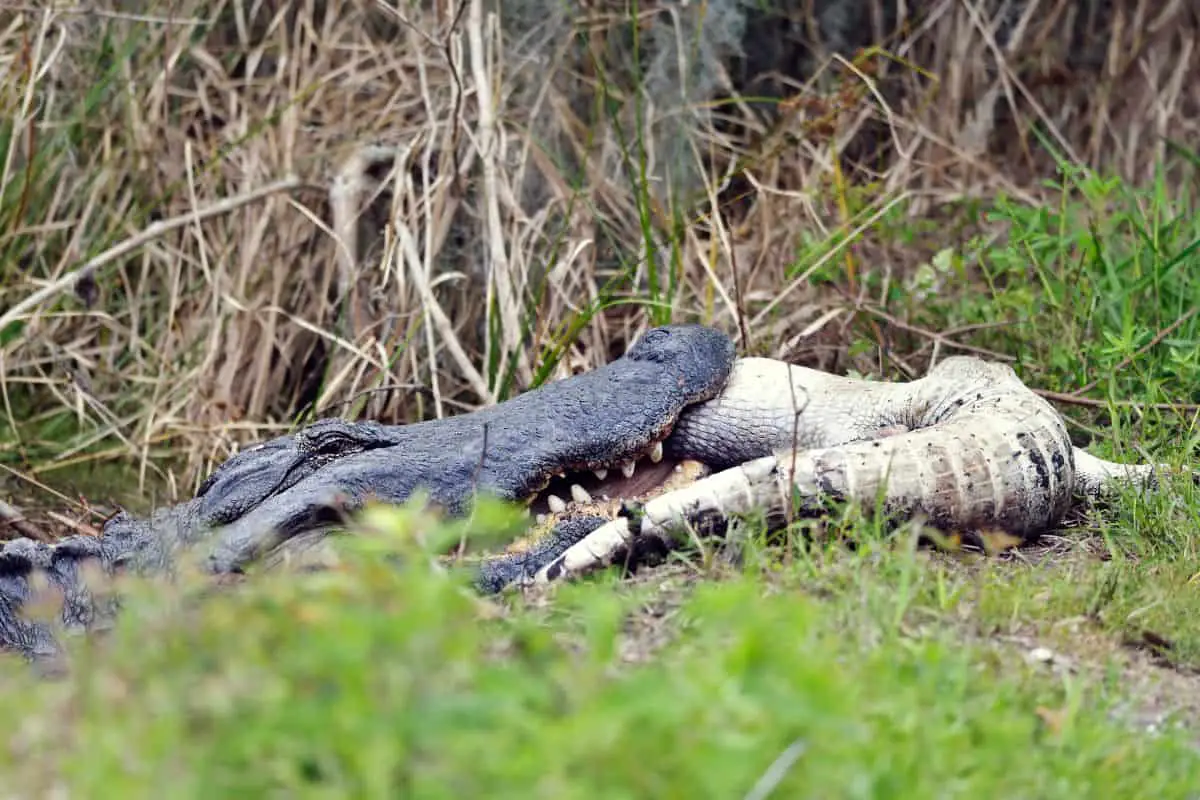 Alligator Death Roll: Everything You Need To Know
