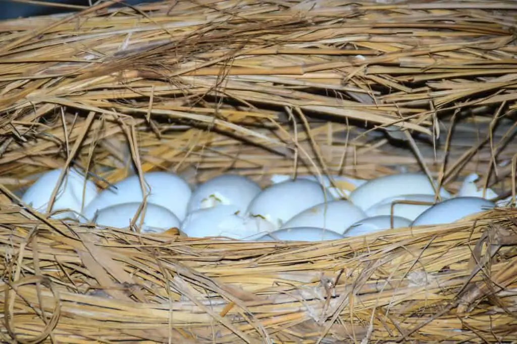 Alligator eggs in nest