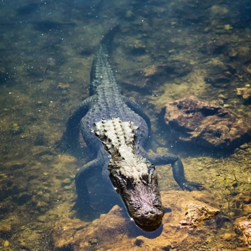 Alligator emerging from Florida Everglades waters