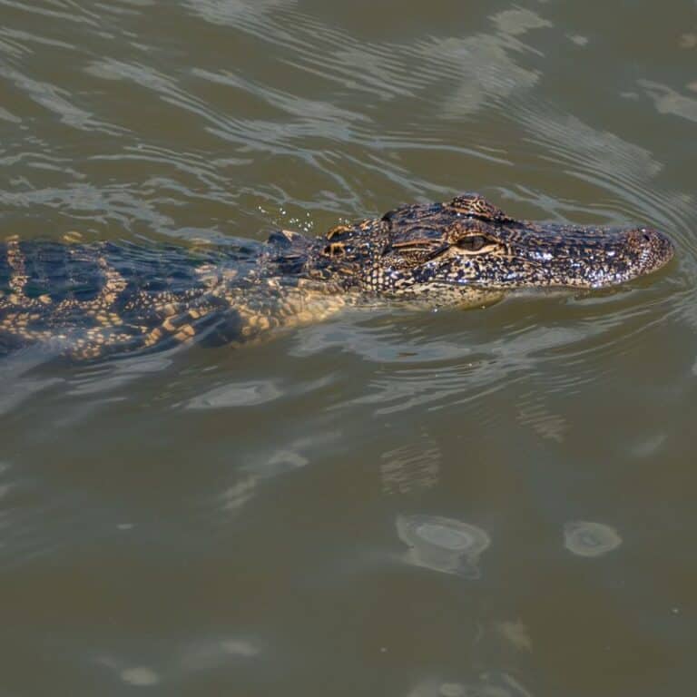 Do Alligators Live In Saltwater? (Alligator's Habitat)