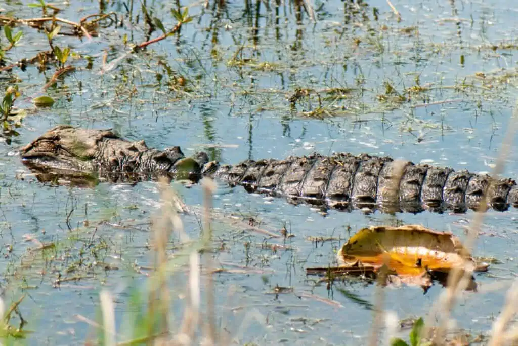 Alligator in the swamp in Georgia