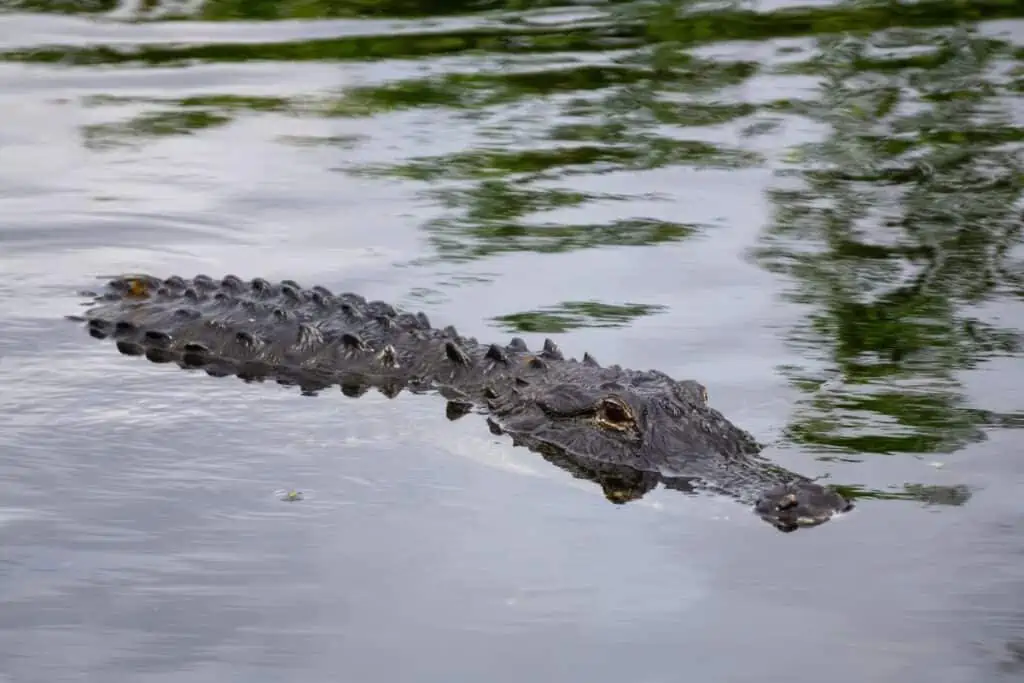 Alligator laying in water