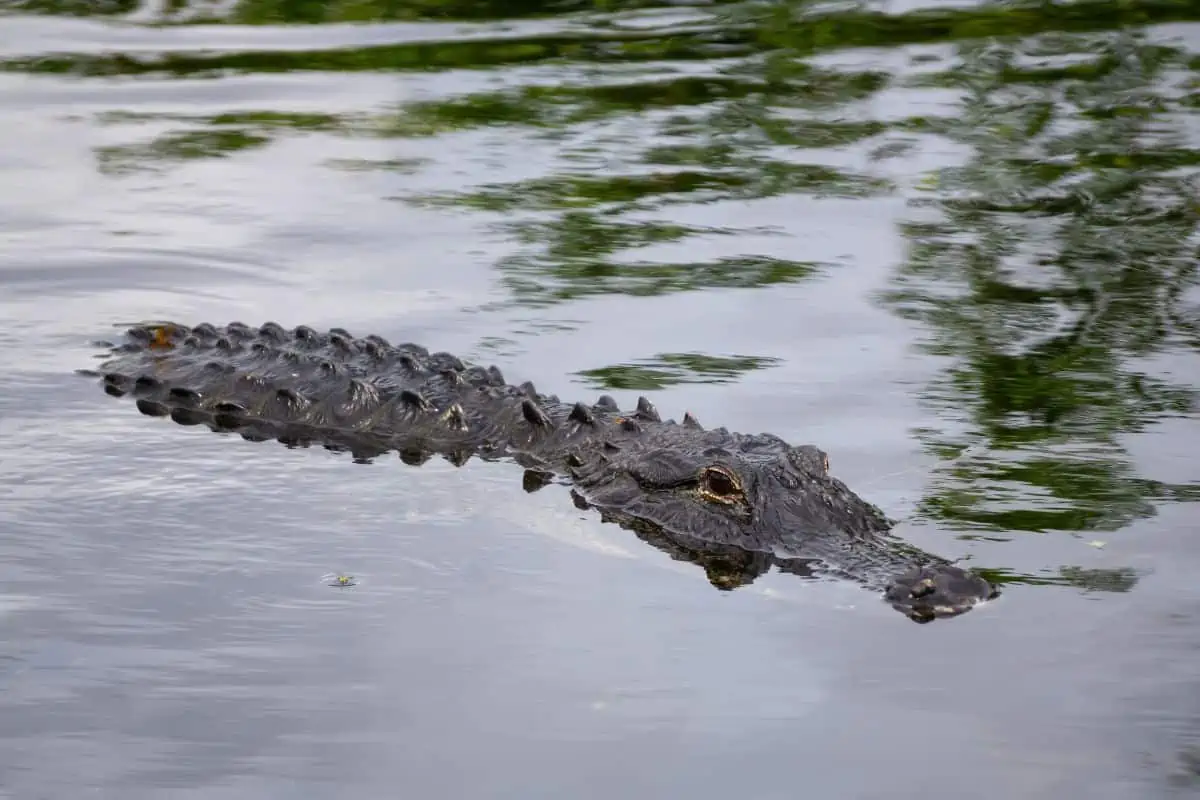 How Long Can Alligators Hold Their Breath?