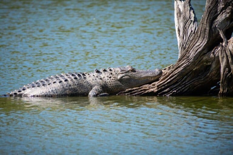 Can Alligators Climb Trees? (The Answer Might Surprise You)