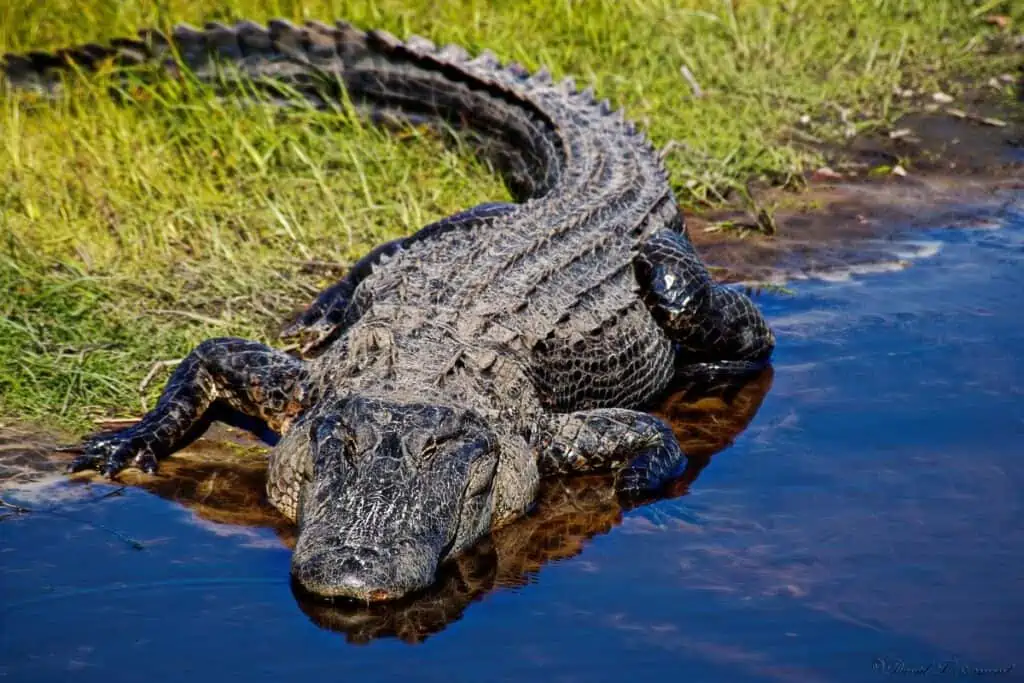 Alligator on edge of water