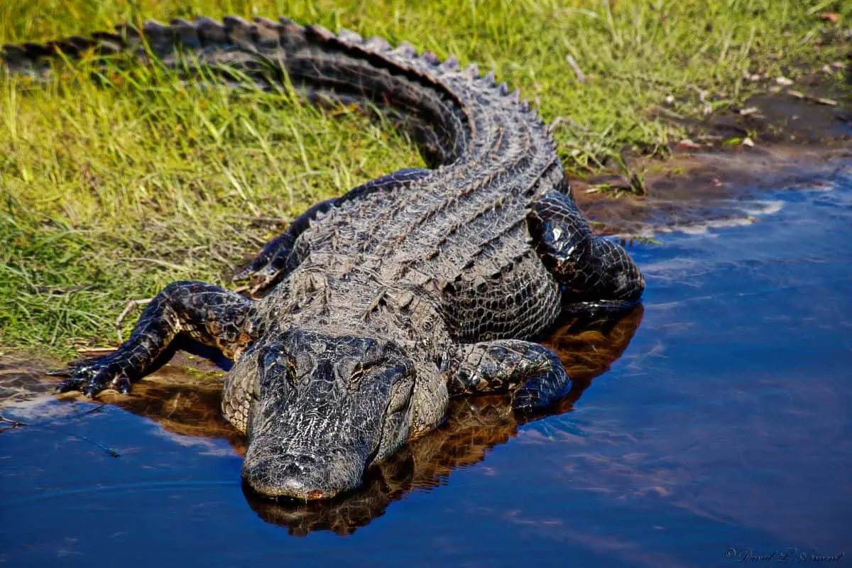 Are There Alligators In North Carolina?