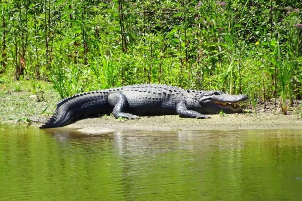 Alligator on river bank