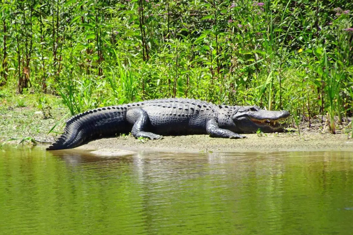 Are There Alligators In Virginia?