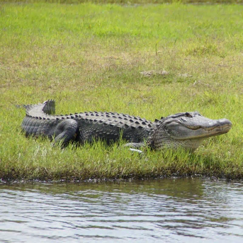 Alligator on river bank