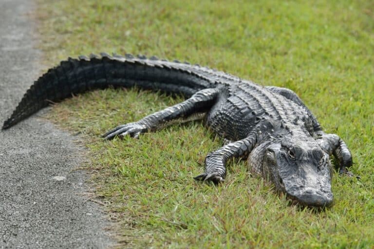 Are There Alligators In Tennessee? (And Why Are They Here)