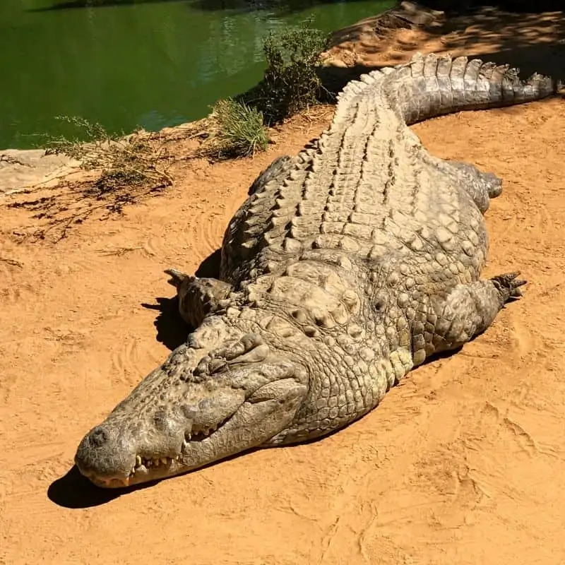 Alligator sleeping on riverbank
