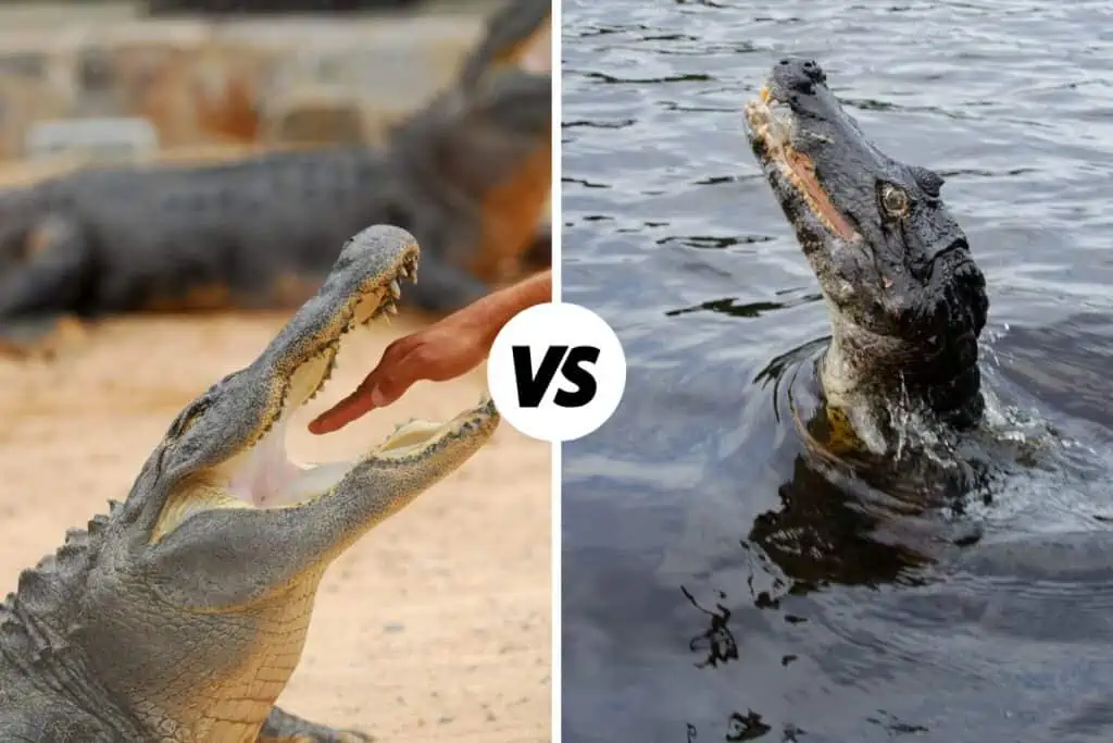 Alligator vs Caiman head