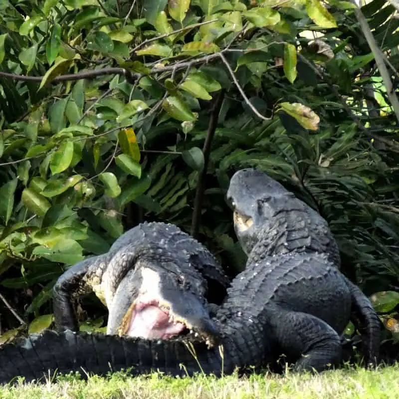 Alligators fighting on land