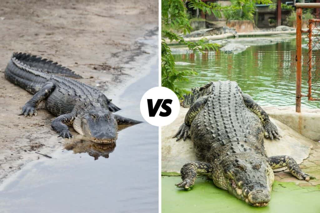 Do Alligators Live In Saltwater Alligator s Habitat 
