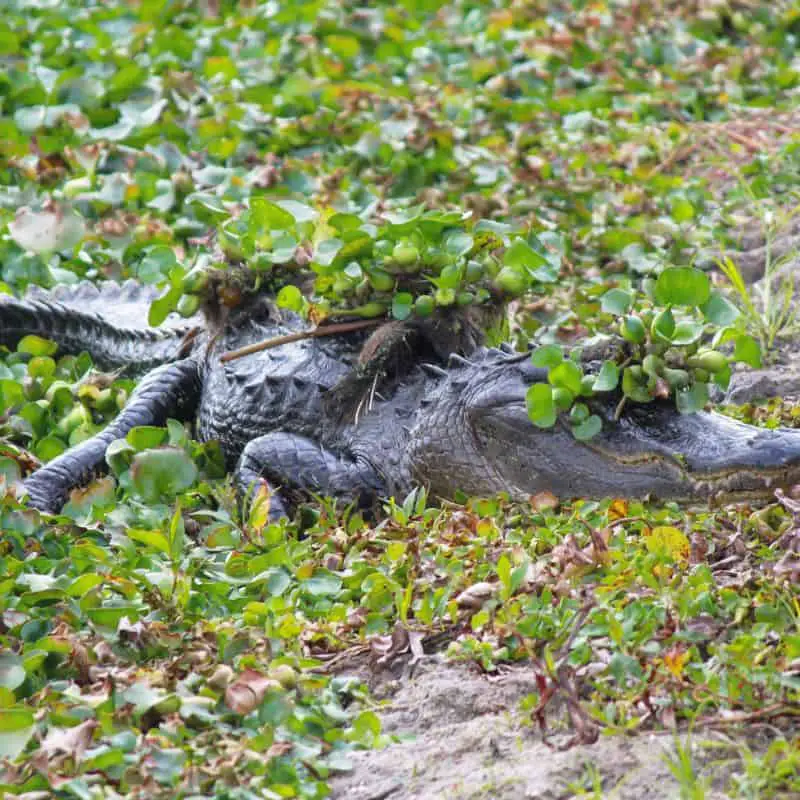 American alligator basking underneath weeds in the swamp
