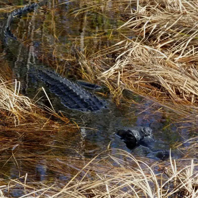 American alligator resting in the wetlands