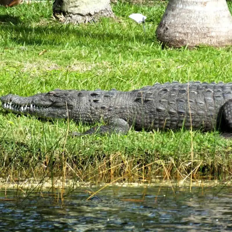 American alligator resting on the grass