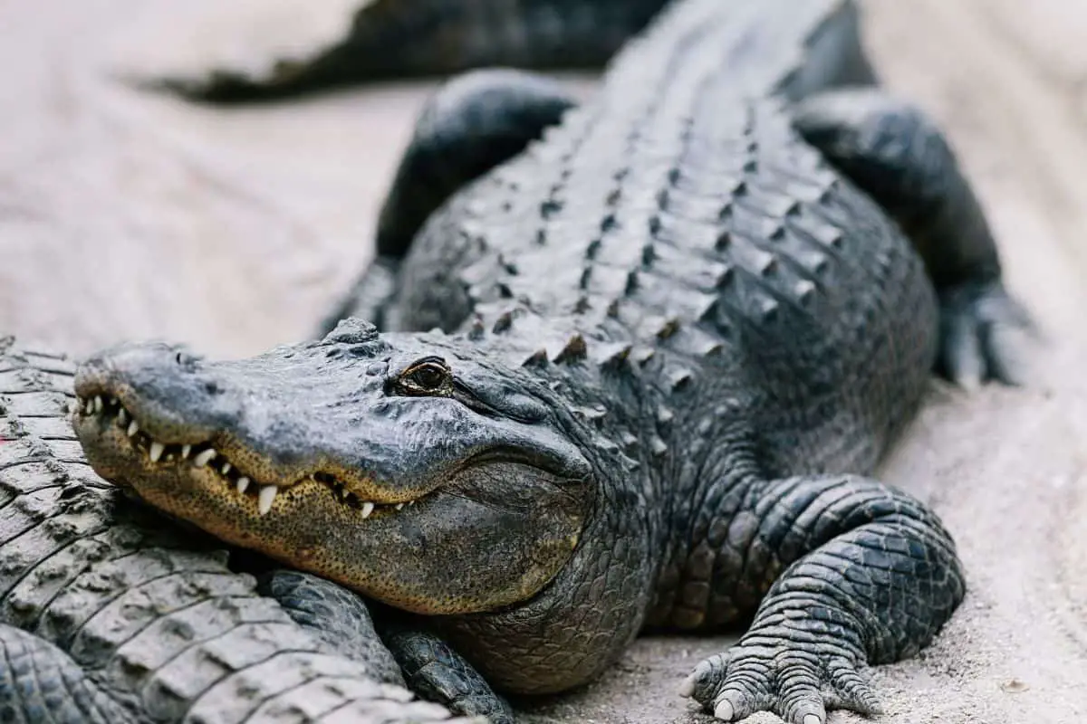 Are There Alligators In South Carolina?