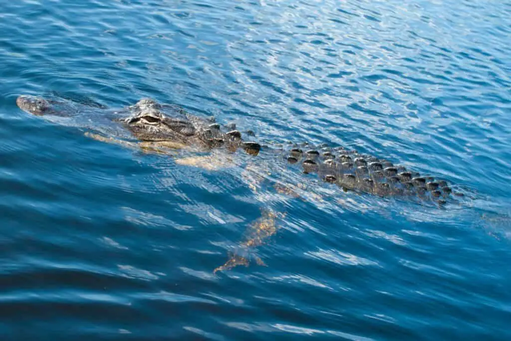 An alligator swimming in water in Everglades National Park, USA
