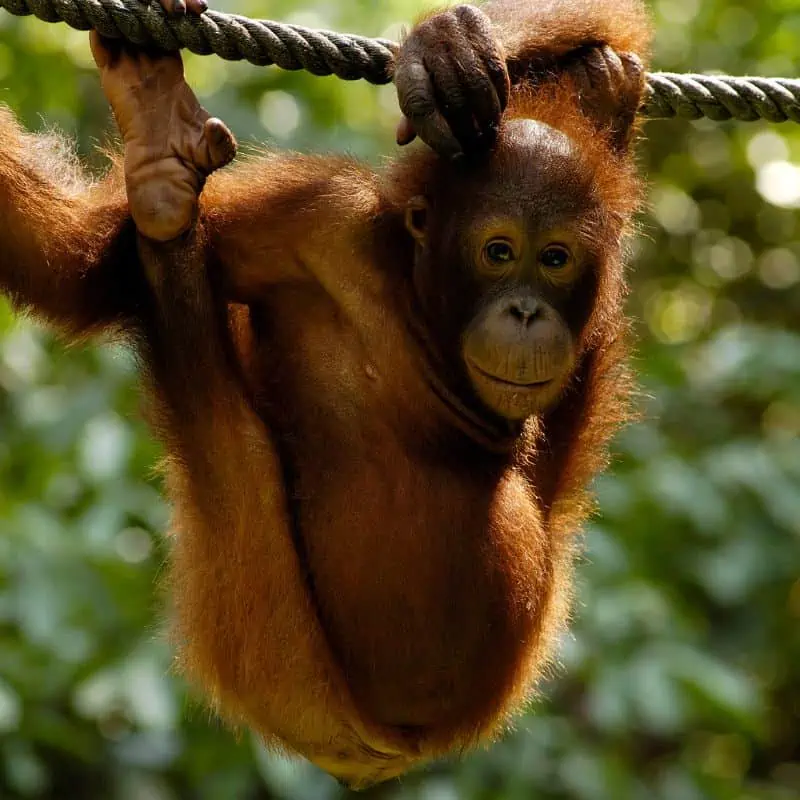 Baby Orangutan hanging
