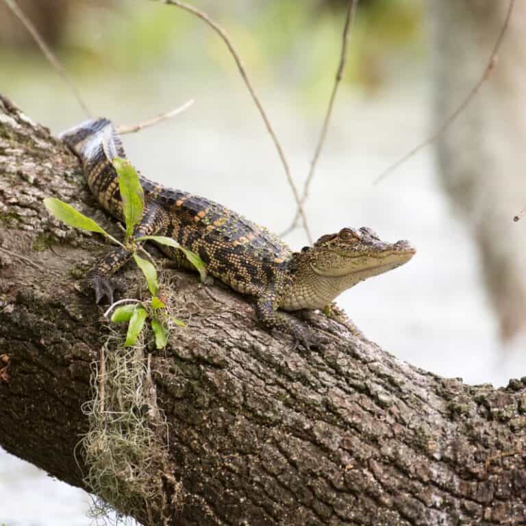 Can Alligators Climb Trees? (The Answer Might Surprise You)