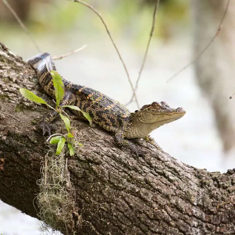 Baby alligator in a tree