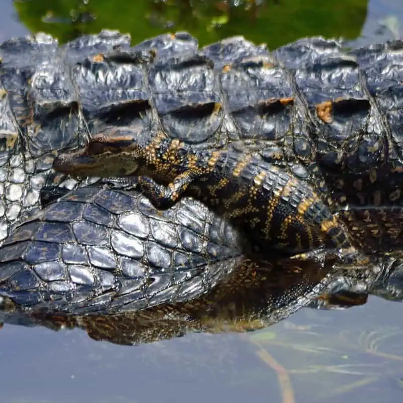 Baby alligator resting on its moms back