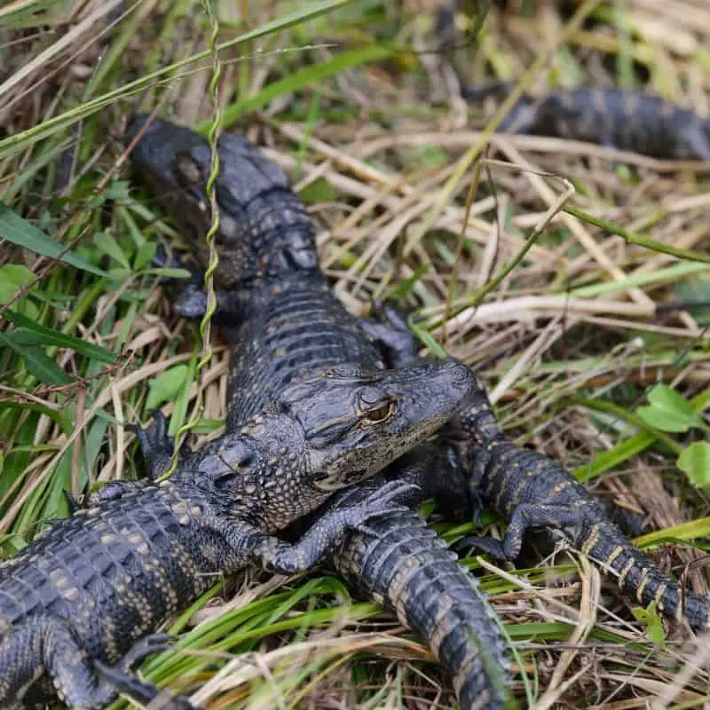 Baby alligators laying in the sun