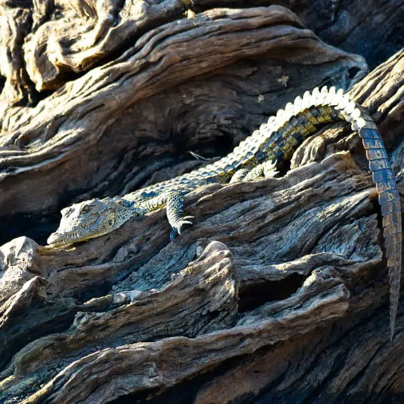 Baby crocodile bathing in the sun on a dried dead tree trunk