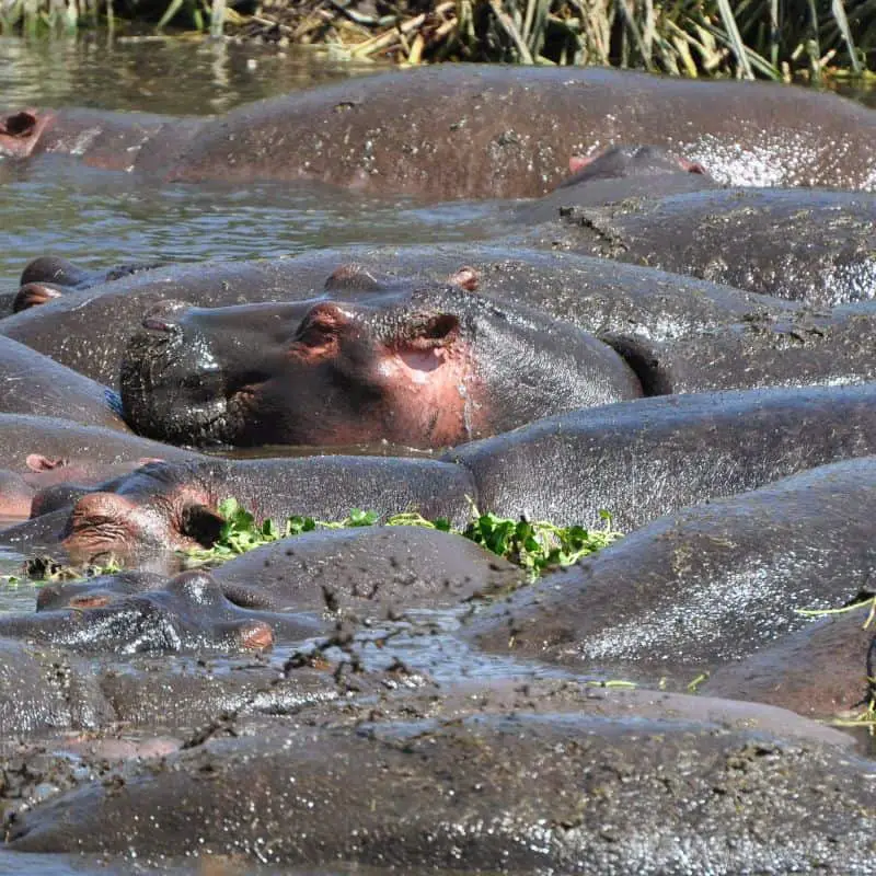 Bloat of Hippos