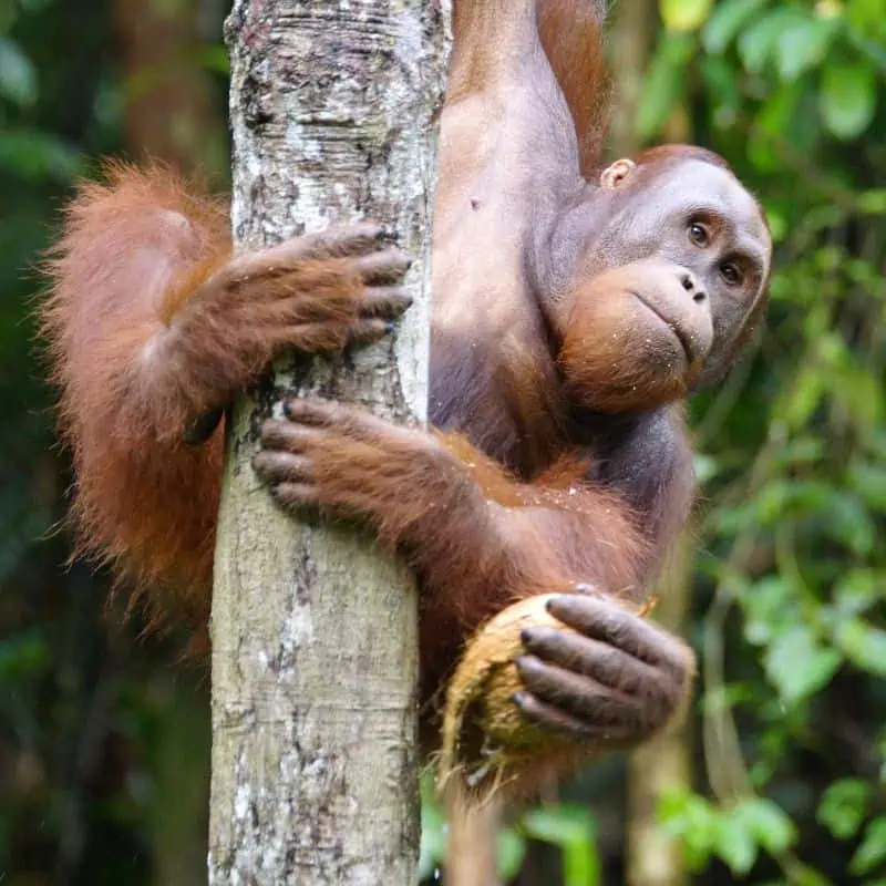 Bornean orangutan in tree