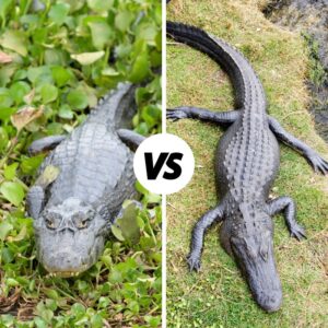 Alligator Vs Crocodile Vs Caiman Vs Gharial [UPDATED]