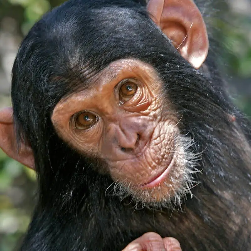 Chimpanzee close up