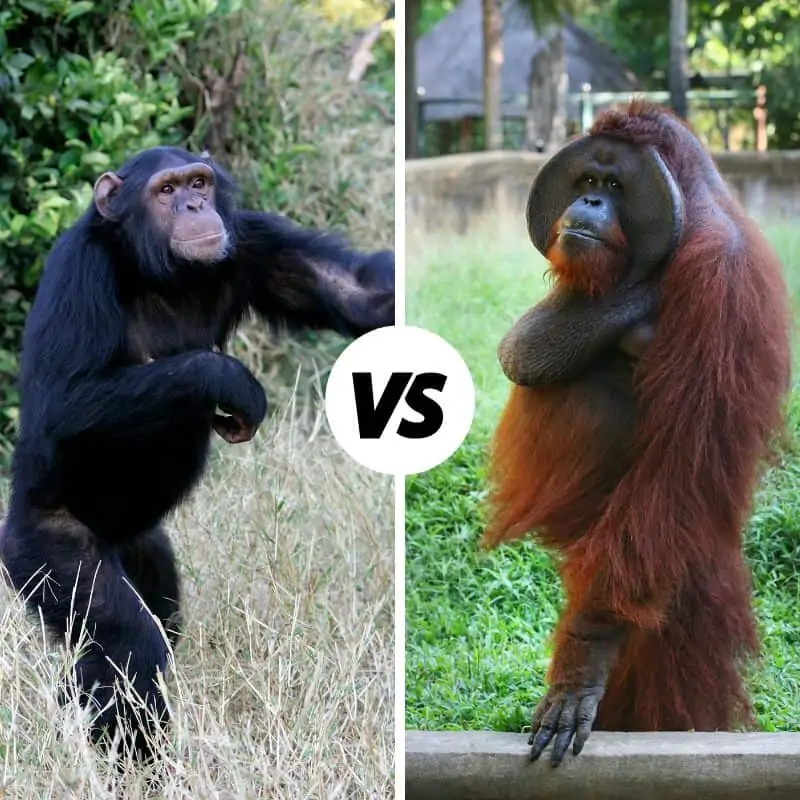 Chimpanzee vs Orangutan